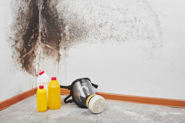 Best Residential Mold Removal  in Warrington, FL