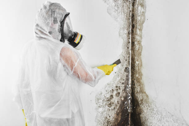 Mold Testing and Removal in Warrington, FL
