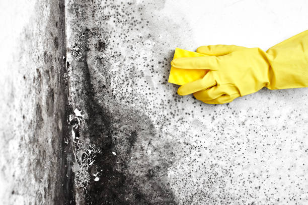 Best Local Mold Removal Service  in Warrington, FL
