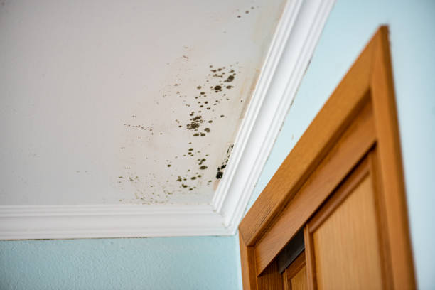 Best Black Mold Removal  in Warrington, FL