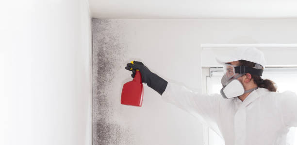 Best Mold Removal Specialists  in Warrington, FL