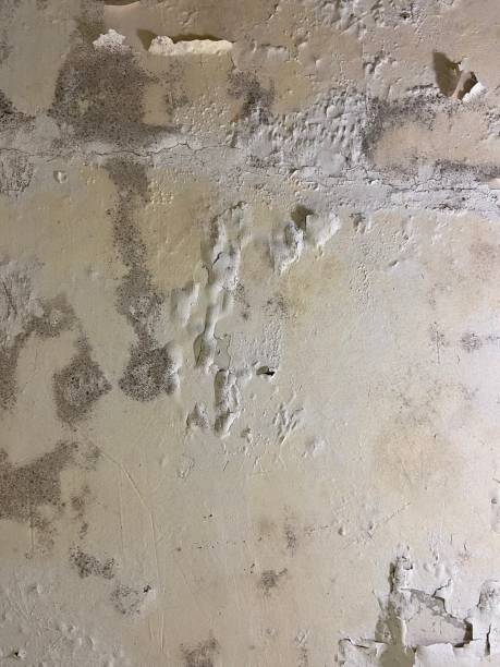 Best Commercial Mold Removal  in Warrington, FL