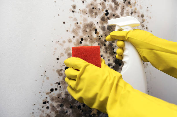 Best Residential Mold Removal  in Warrington, FL