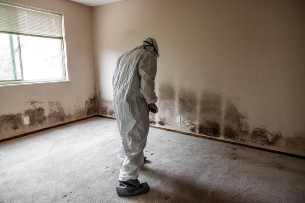 Best Affordable Mold Removal  in Warrington, FL