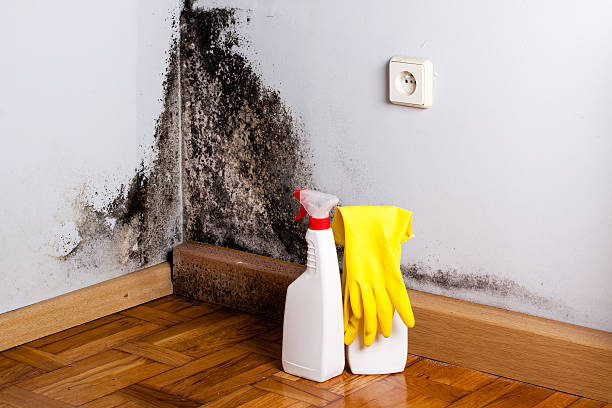 Best Attic Mold Removal  in Warrington, FL