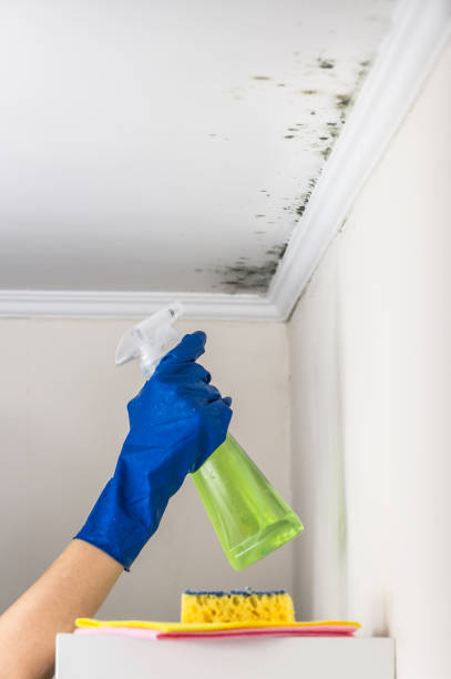 Best Mold Remediation Experts  in Warrington, FL